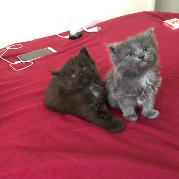 Meet your Posher, Jully - Picture 1 of 1